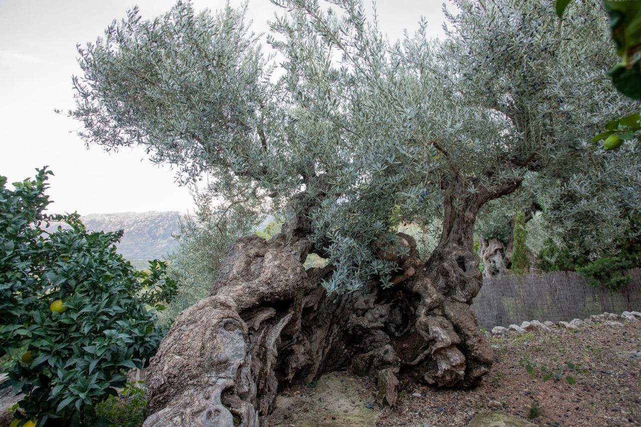 Olivar De S'heretat Trekking/ruta Gr-221 Soller